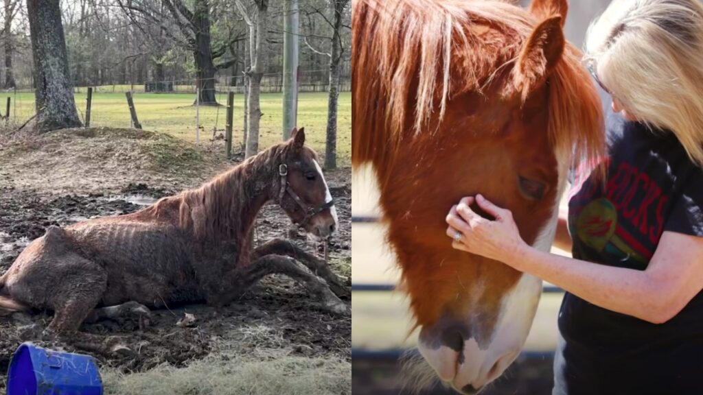 cavallo in pessime condizioni