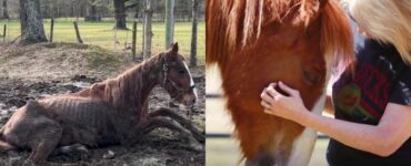 cavallo in pessime condizioni