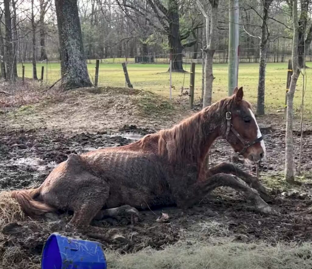 cavallo in pessime condizioni