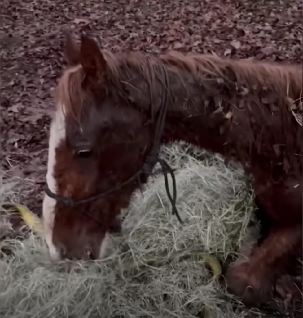 cavallo in pessime condizioni