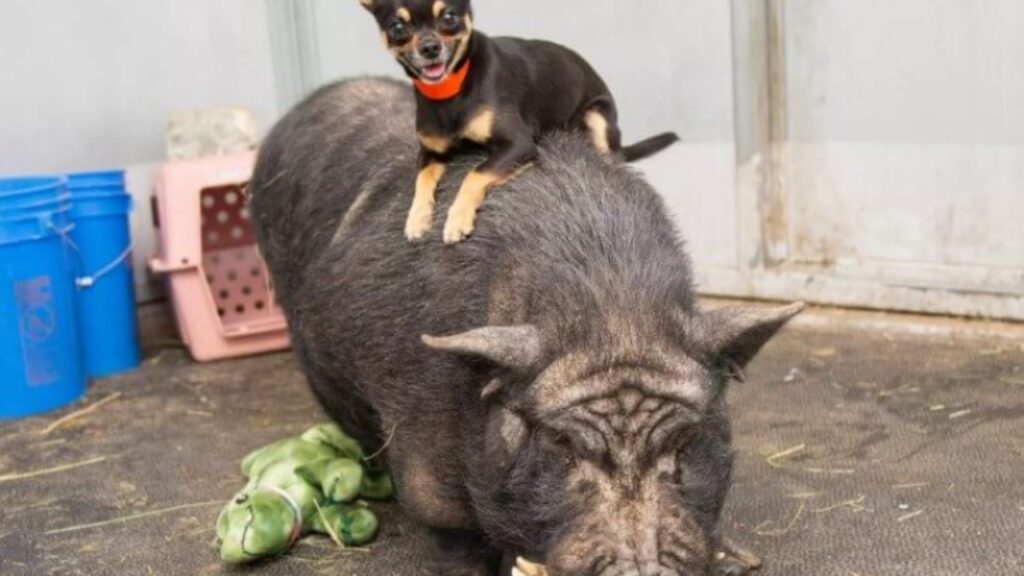 Chihuahua e maiale