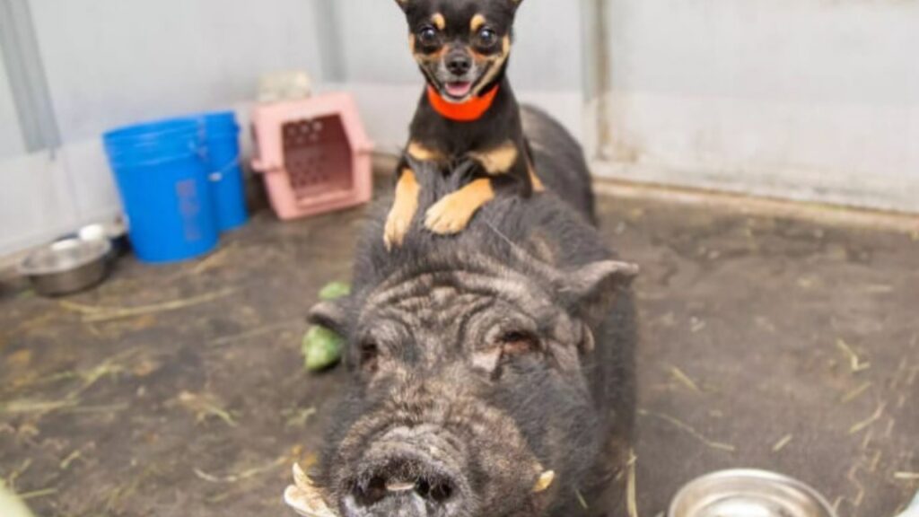 Chihuahua e maiale
