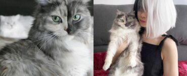 gatto metà bianco e metà nero
