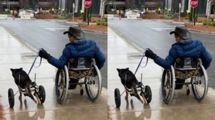 Cucciolo disabile