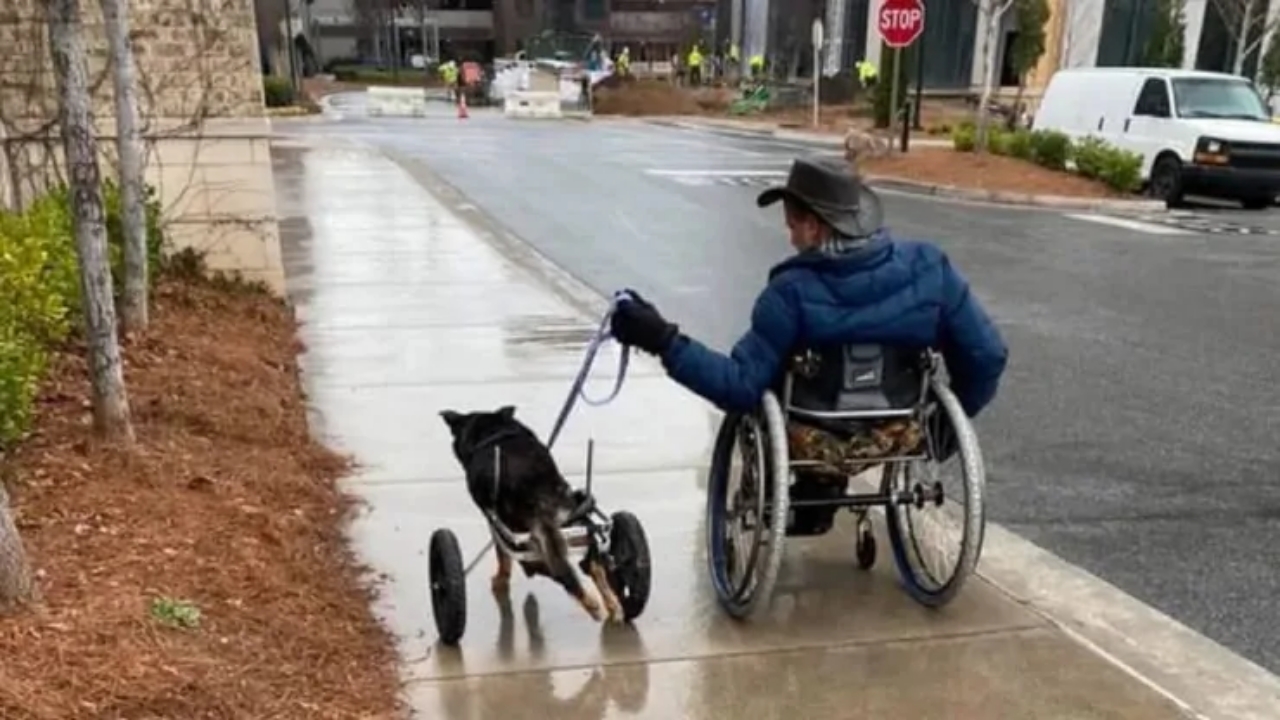 Cucciolo disabile