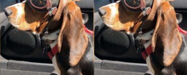 Cooper è un affascinante cucciolo salvato e adottato da Andrew d’Amato che ottiene occhiali speciali per salire sulla decappottabile del suo padrone