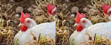 Gallina con gattini