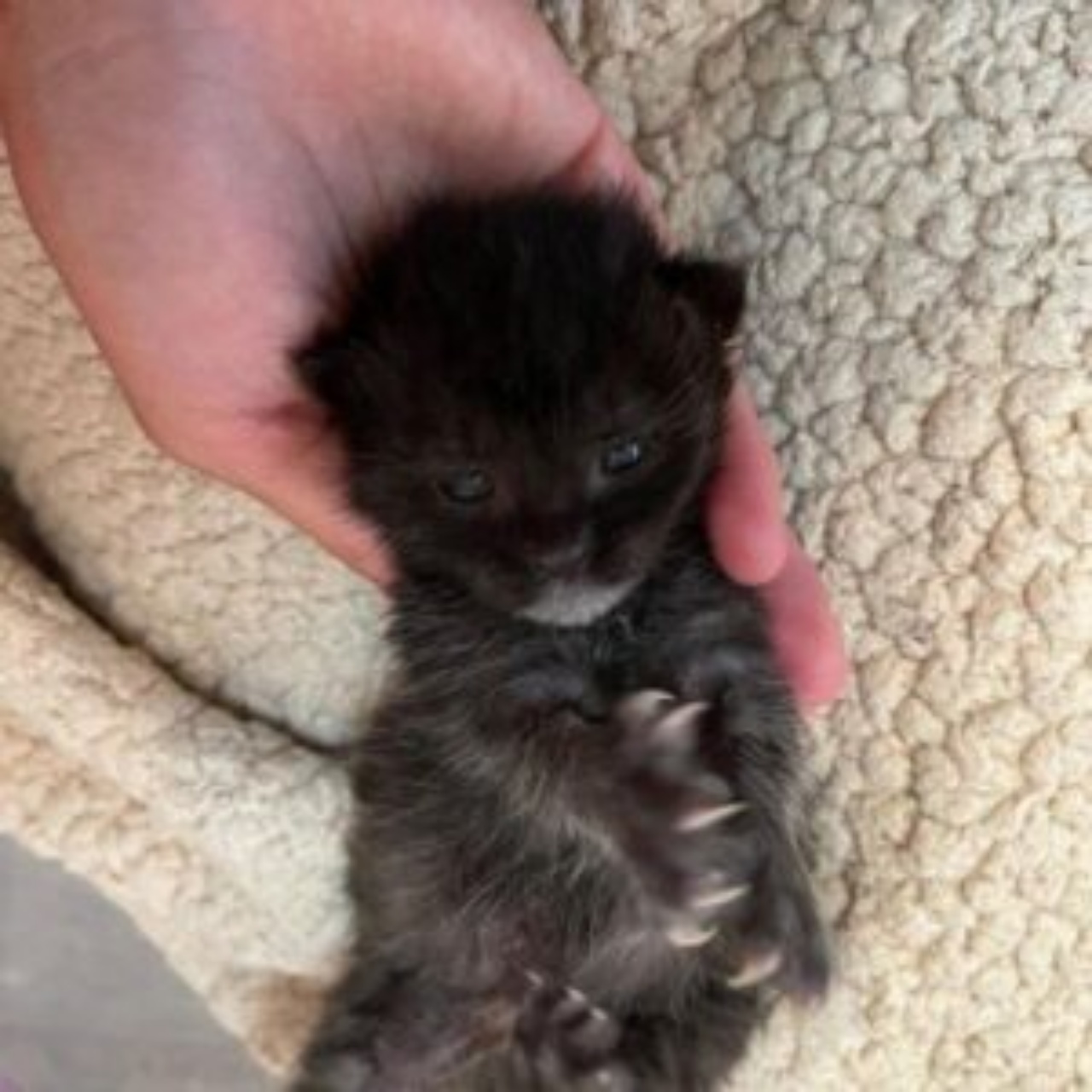 Gattino recupera il mantello nero e sostituisce quello con cui è nato