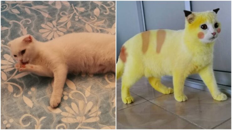Gatto colorato di giallo dalla proprietaria