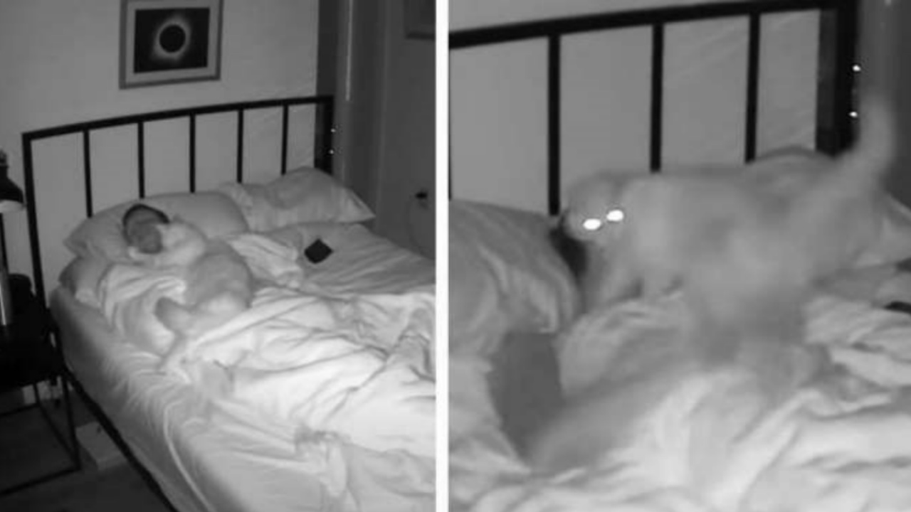 Gatto disturba il suo proprietario durante la notte mentre dorme