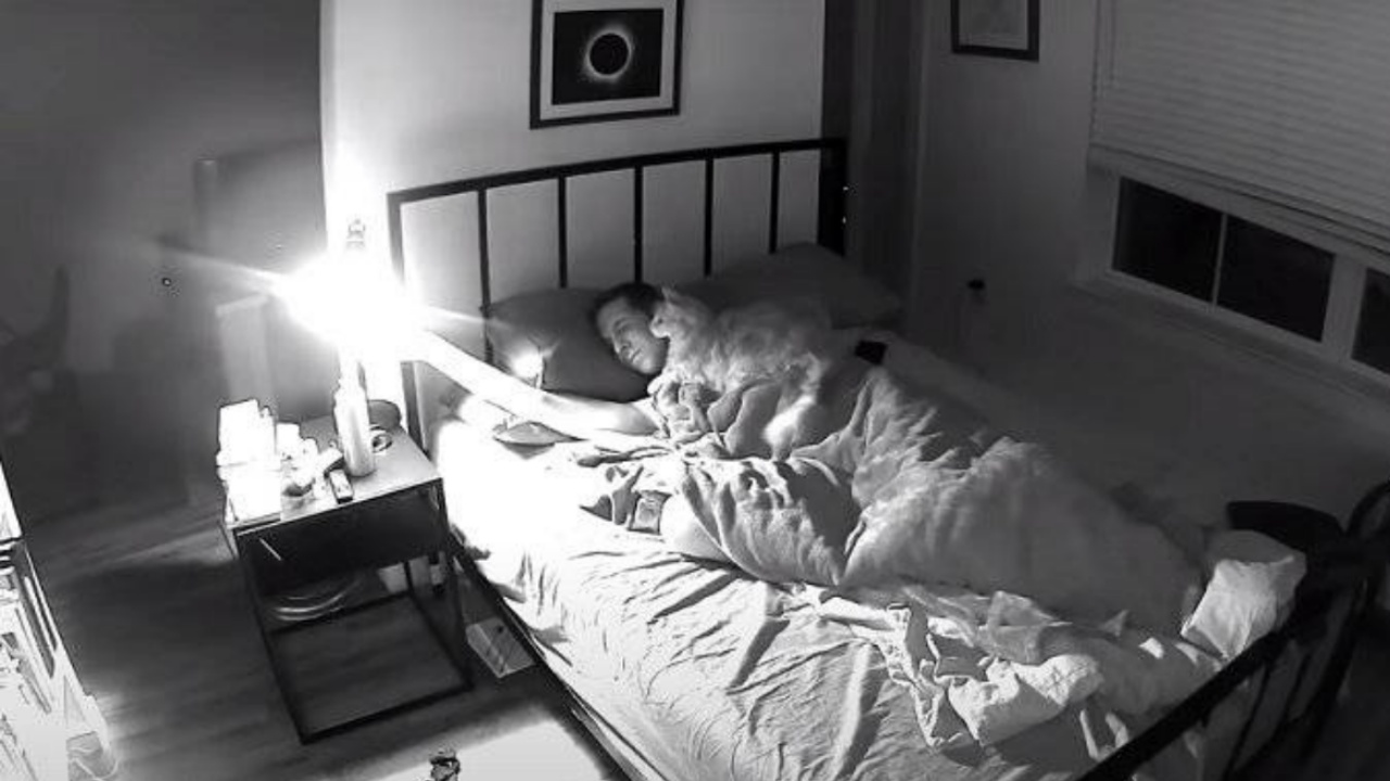 Gatto disturba il suo proprietario durante la notte mentre dorme