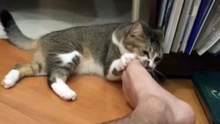 Gatto morde i piedi e le caviglia, perché?