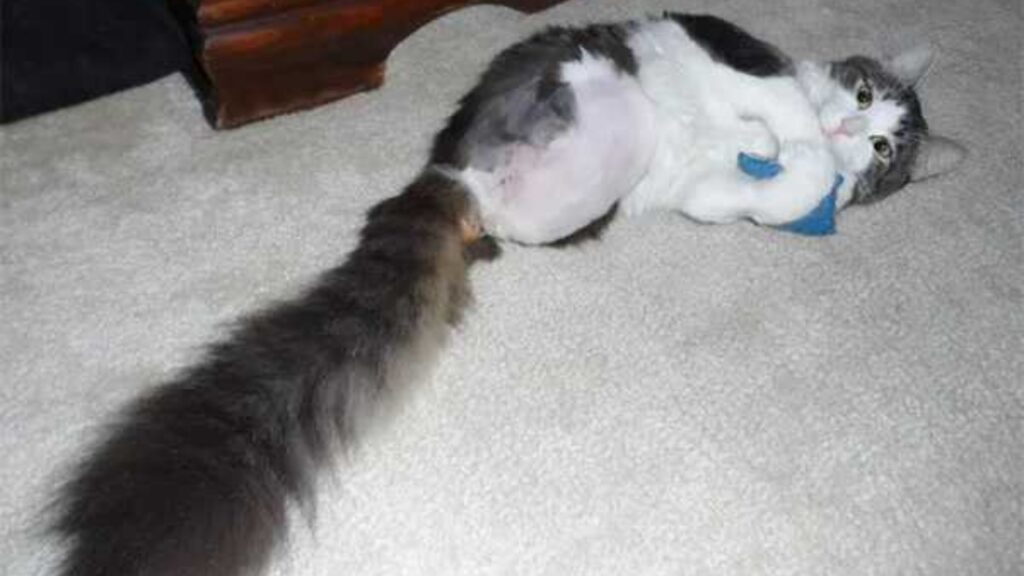 Gatto nato con due zampe