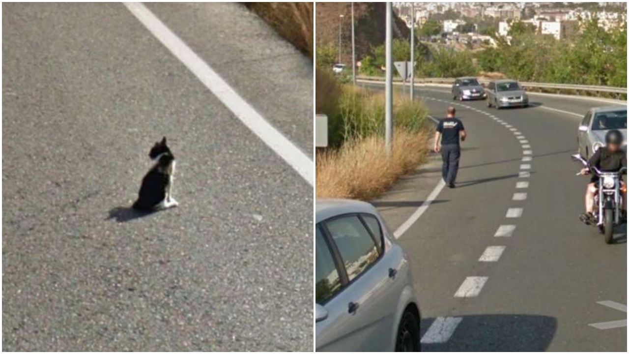 Gatto per strada salvato da un automobilista