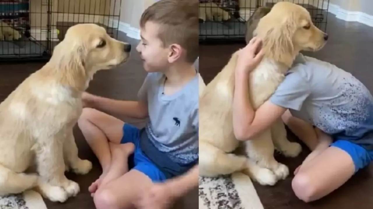 Golden Retriever ed il suo amore per il proprietario non ha limiti