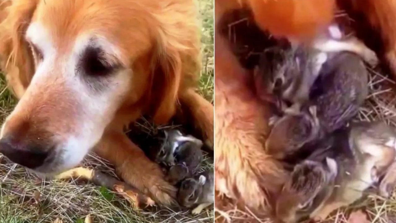 Golden Retriever protegge tra le zampe dei coniglietti