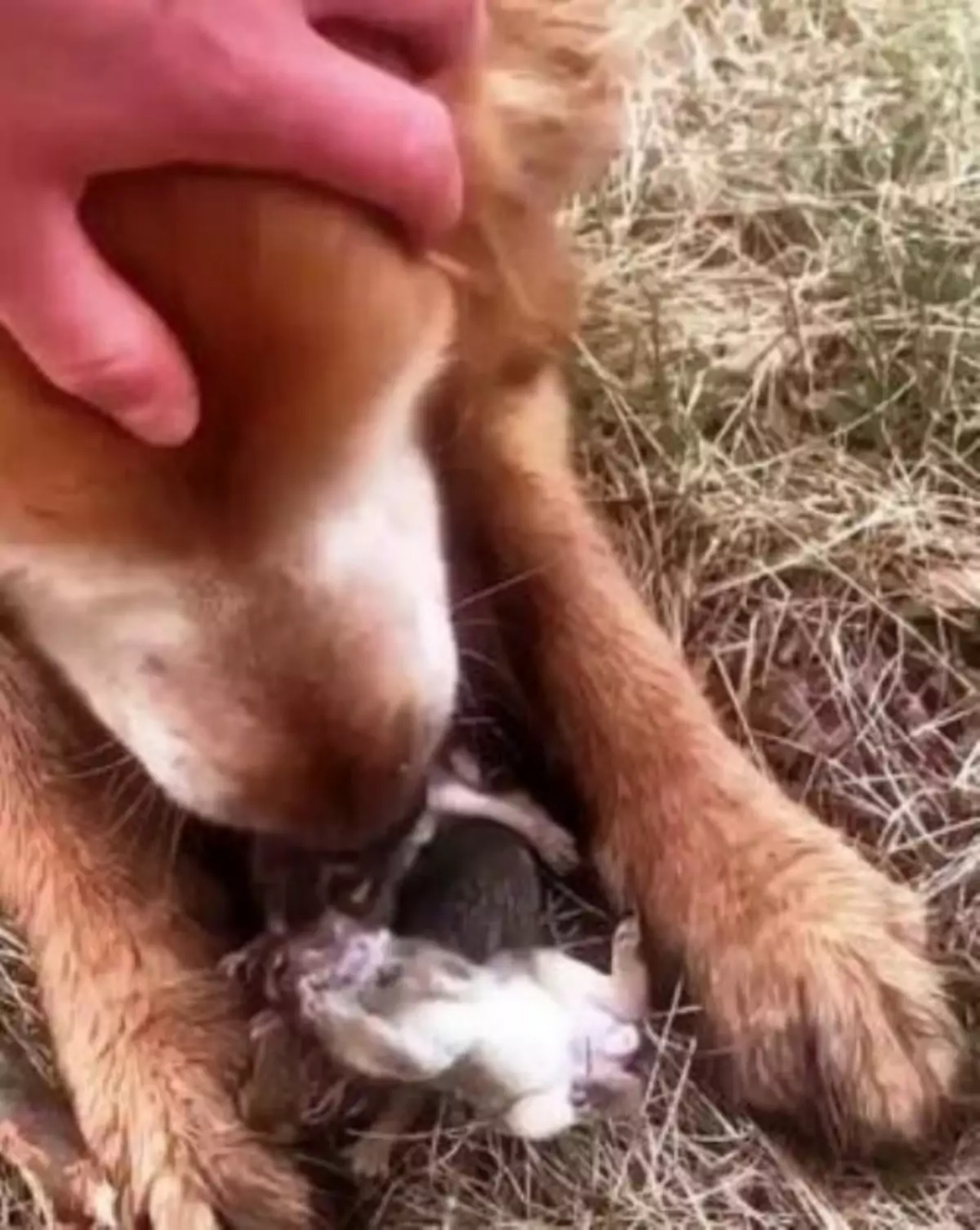 Golden Retriever protegge tra le zampe dei coniglietti