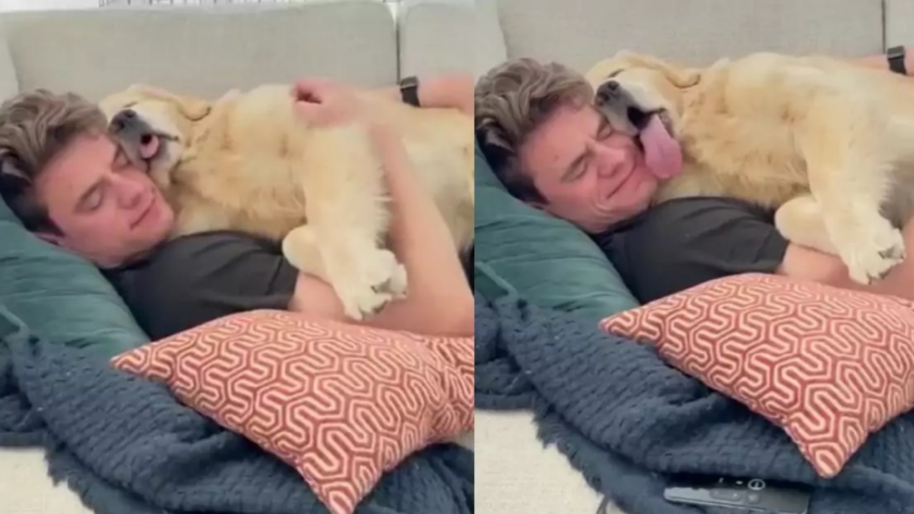 Golden retriever adora dormire con il proprietario sul divano