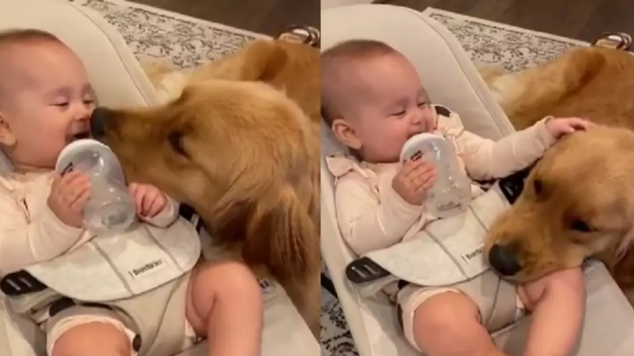 Golden retriever coccola il neonato dandogli baci