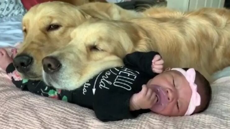 Golden retriever dormono con la neonata: una scena irresistibile