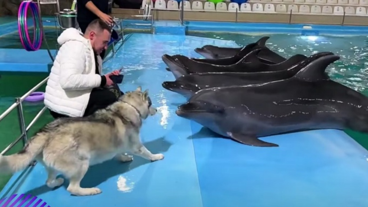Husky interagisce con i delfini allo zoo marino