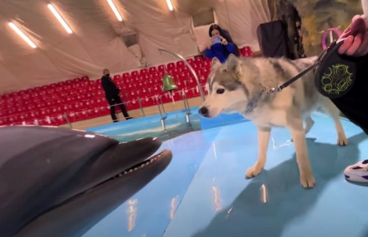 Husky interagisce con i delfini allo zoo marino