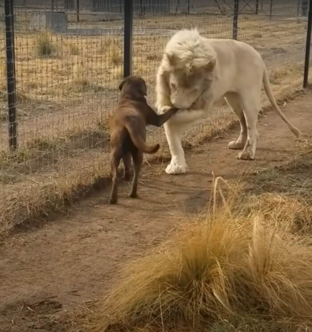 Leone e cane fanno amicizia