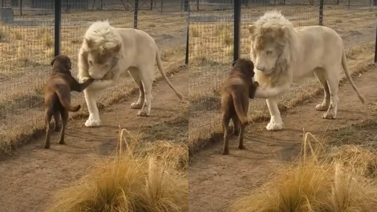 Leone e cane fanno amicizia