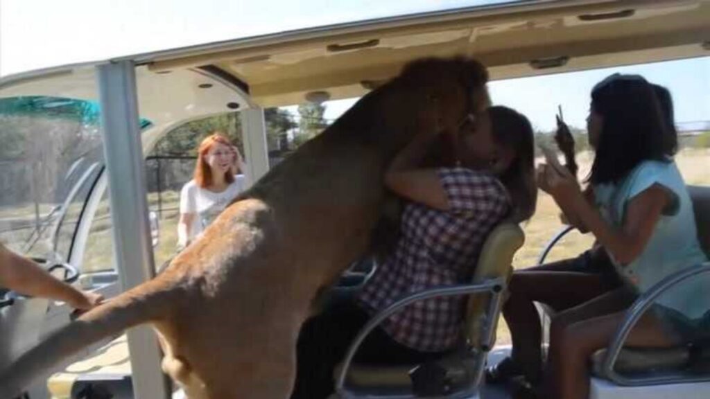 Leone sale su un autobus pieno di turisti