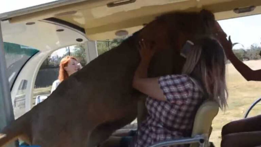 Leone sale su un autobus pieno di turisti