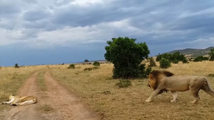 Leone sveglia la leonessa con un morso