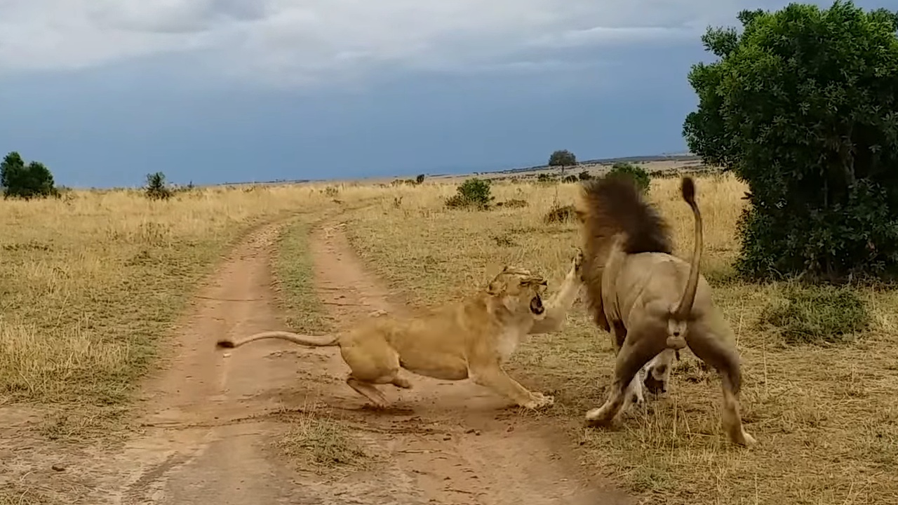 Leone sveglia la leonessa con un morso