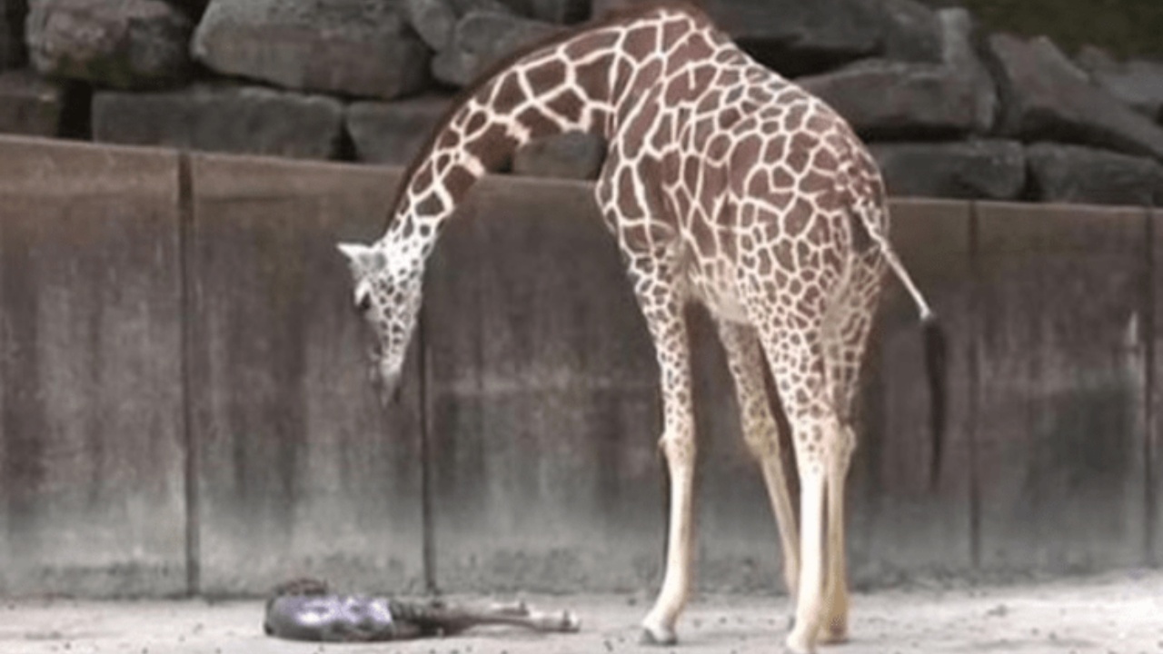 Mamma giraffa partorisce il suo primo figlio