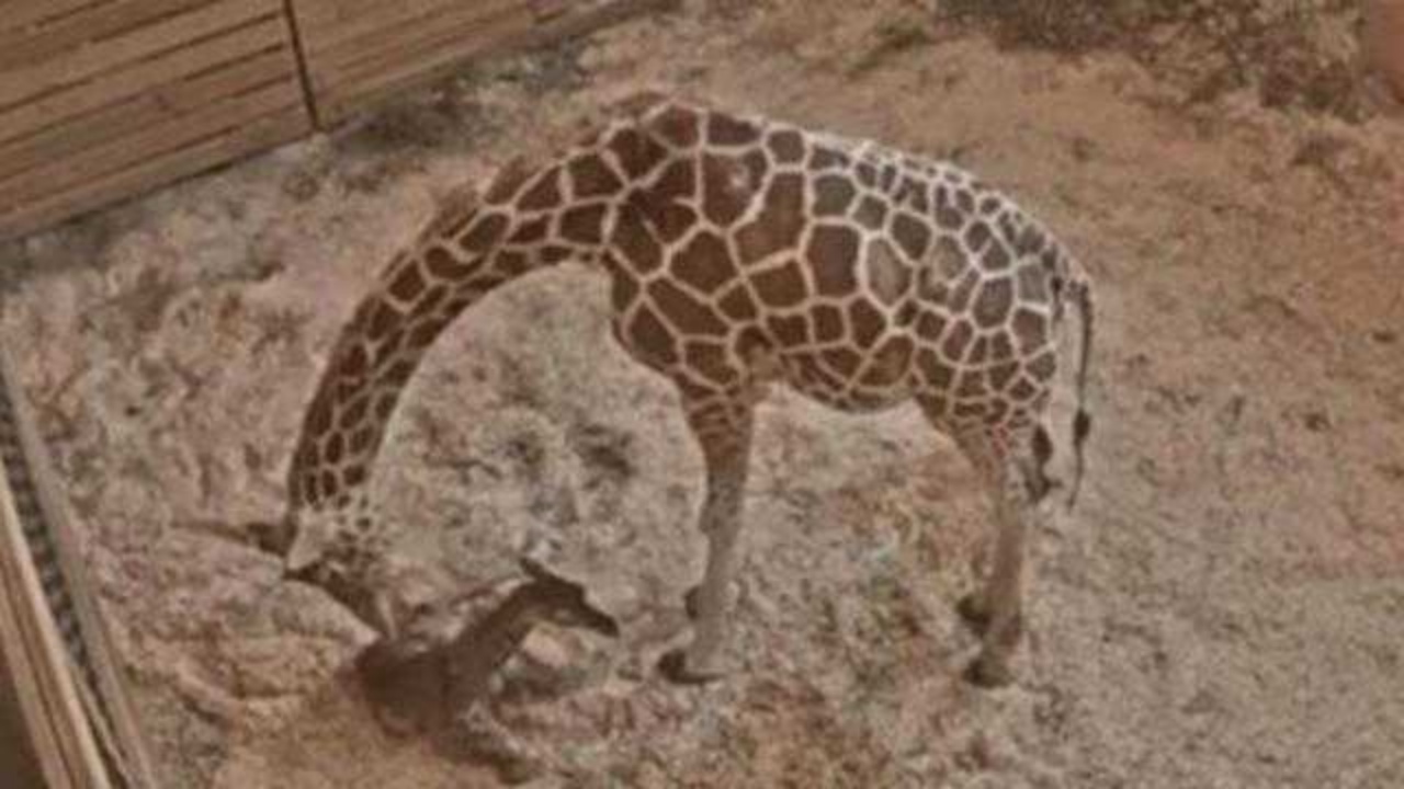Mamma giraffa partorisce il suo primo figlio