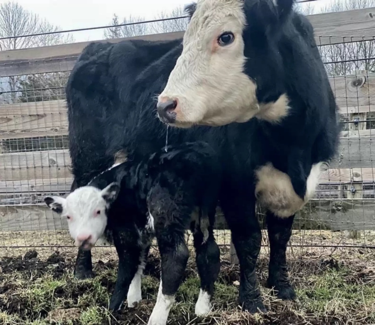 Mucca scappa dal mattatoio per proteggere il suo bambino