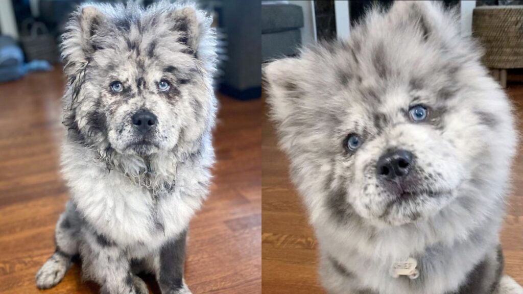 Cane con pelo simile ad un biscotto Oreo