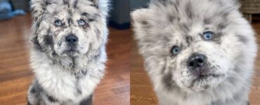 Cane con pelo simile ad un biscotto Oreo