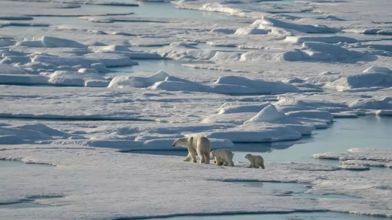 Orso polare con tre cuccioli