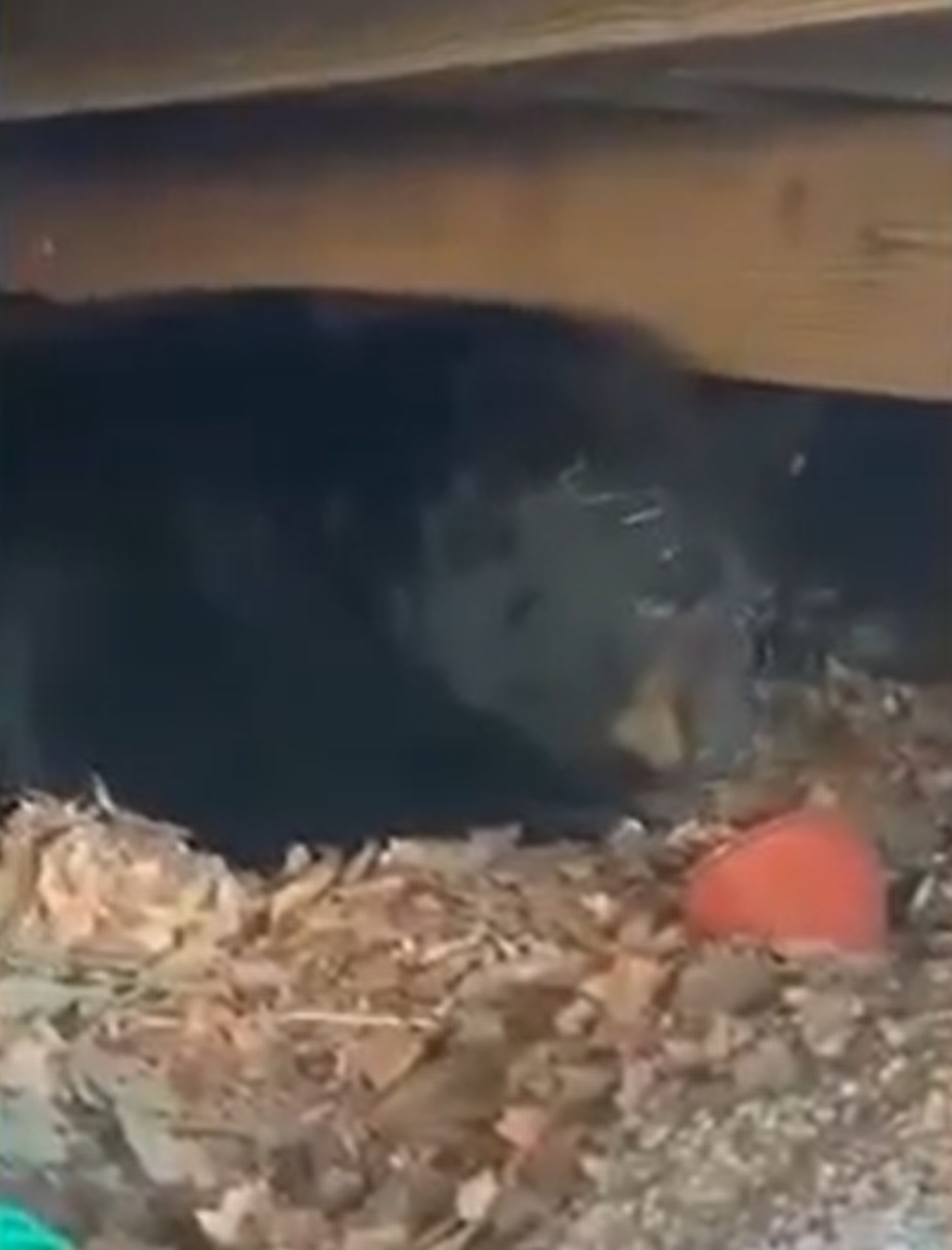 Orso va in letargo nel cortile di una casa