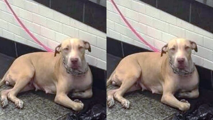 Pitbull abbandonata