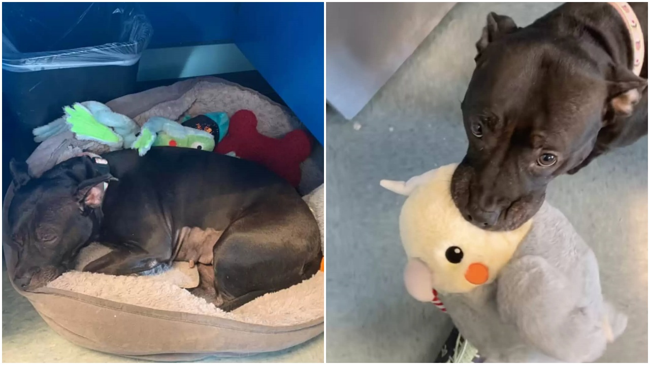 Pitbull adora i peluche e li mostra a tutti