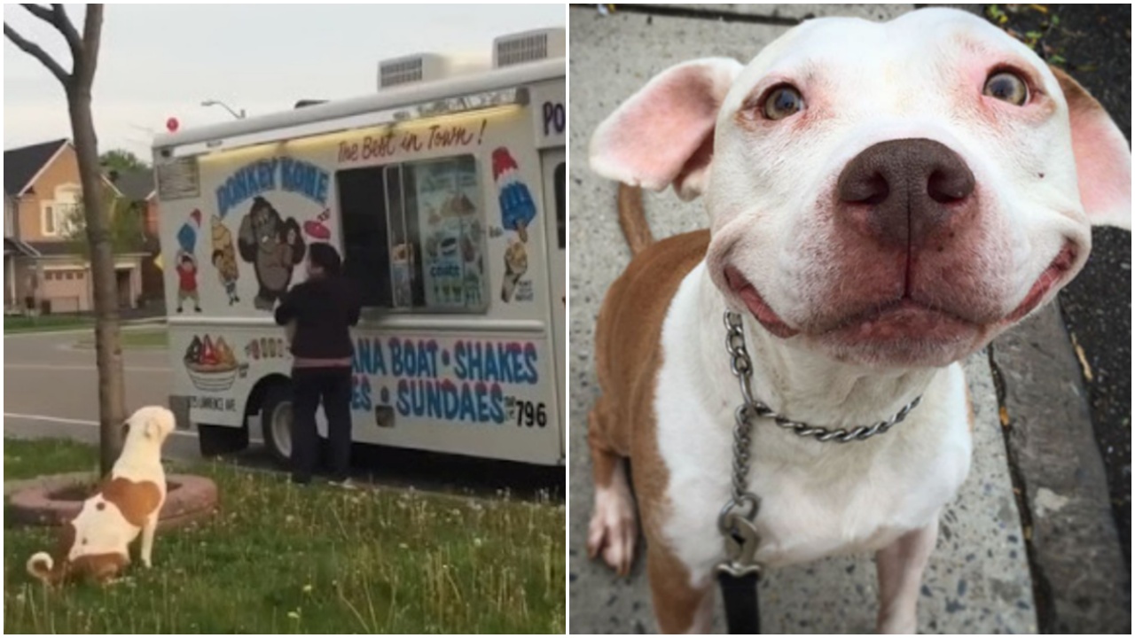 Pitbull aspetta il gelato in fila