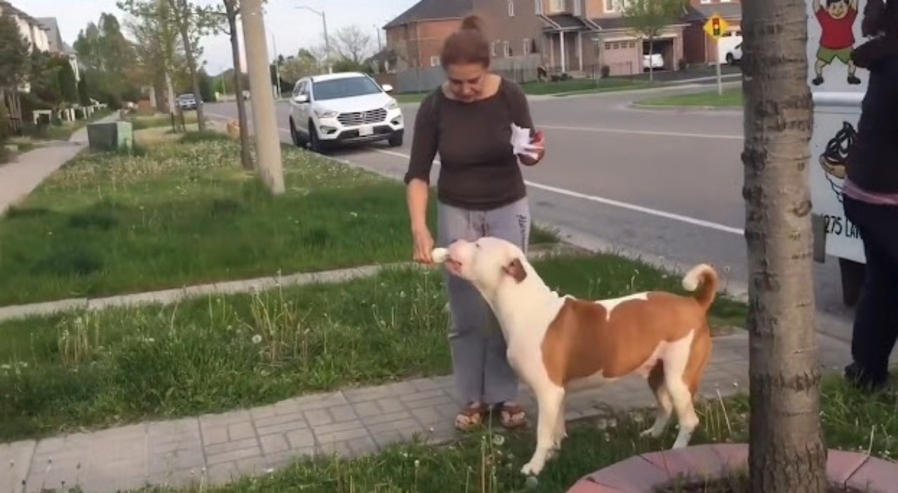 Pitbull aspetta il gelato in fila