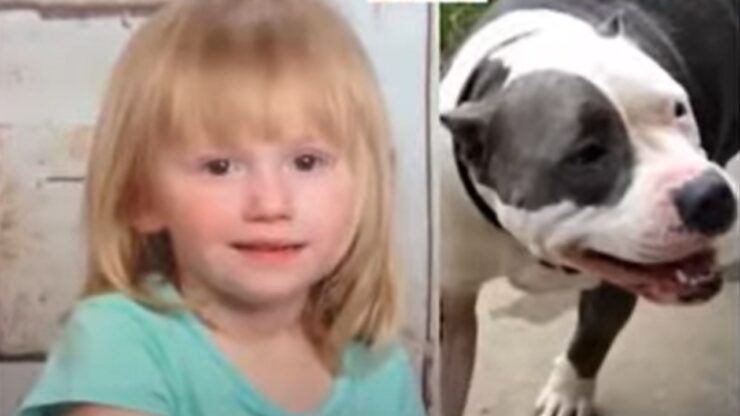 Pitbull salva la bambina persa nei boschi