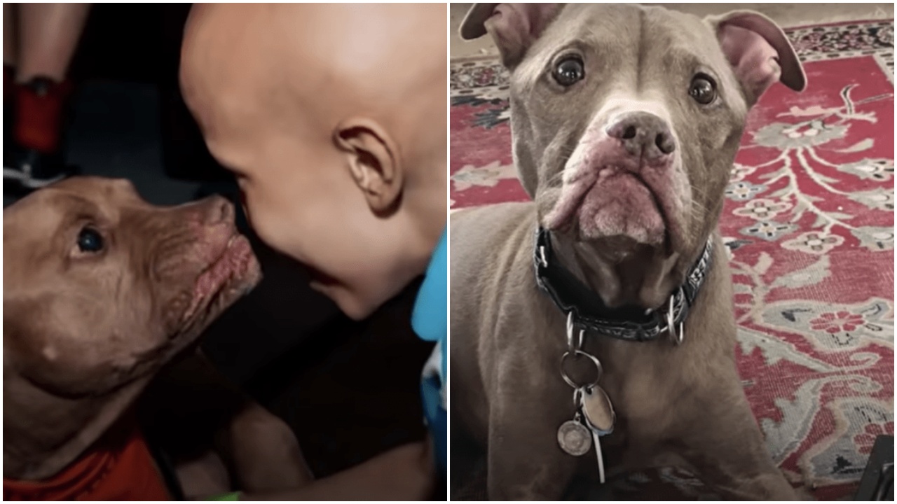 Pitbull si dirige verso un bambino malato, il momento commovente