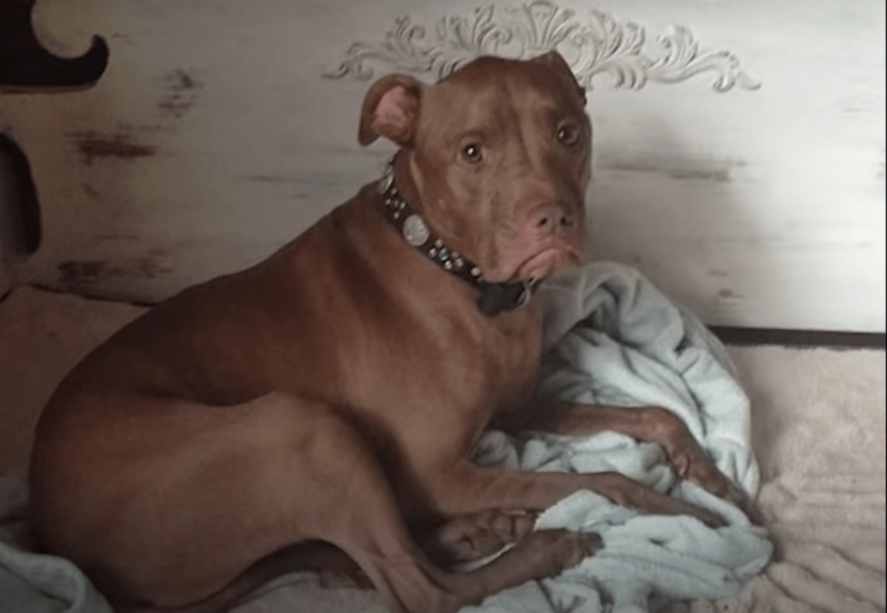 Pitbull si dirige verso un bambino malato, il momento commovente