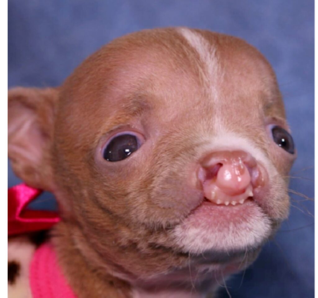 La cagnolina con bisogni speciali