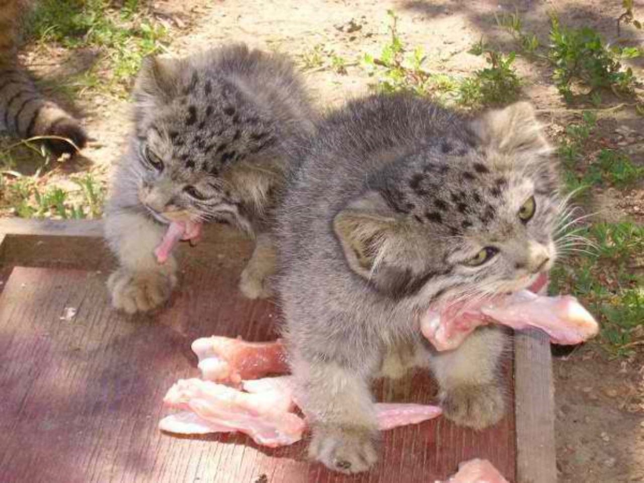 Un agricoltore trova dei gattini nel fienile