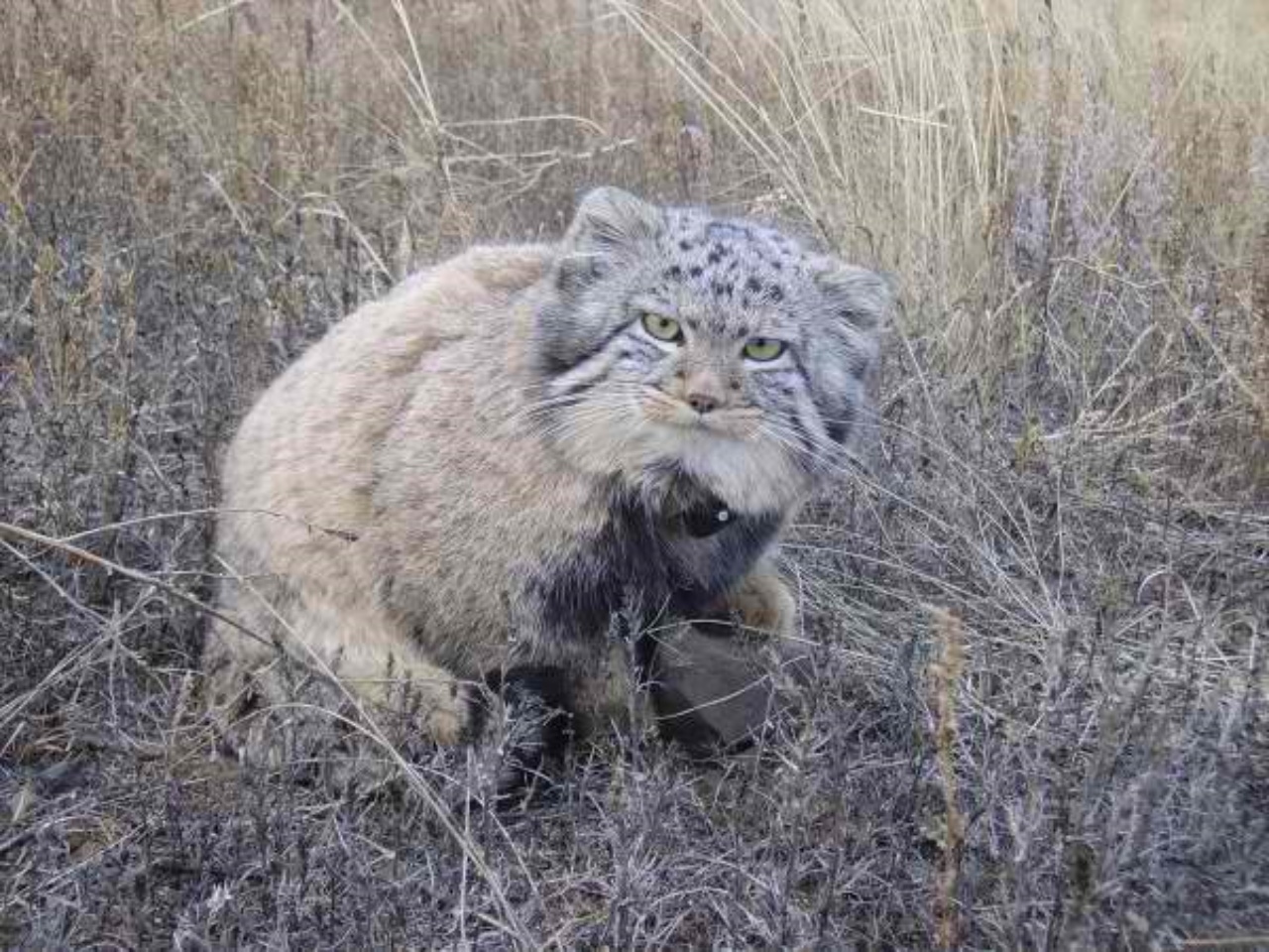 Un agricoltore trova dei gattini nel fienile