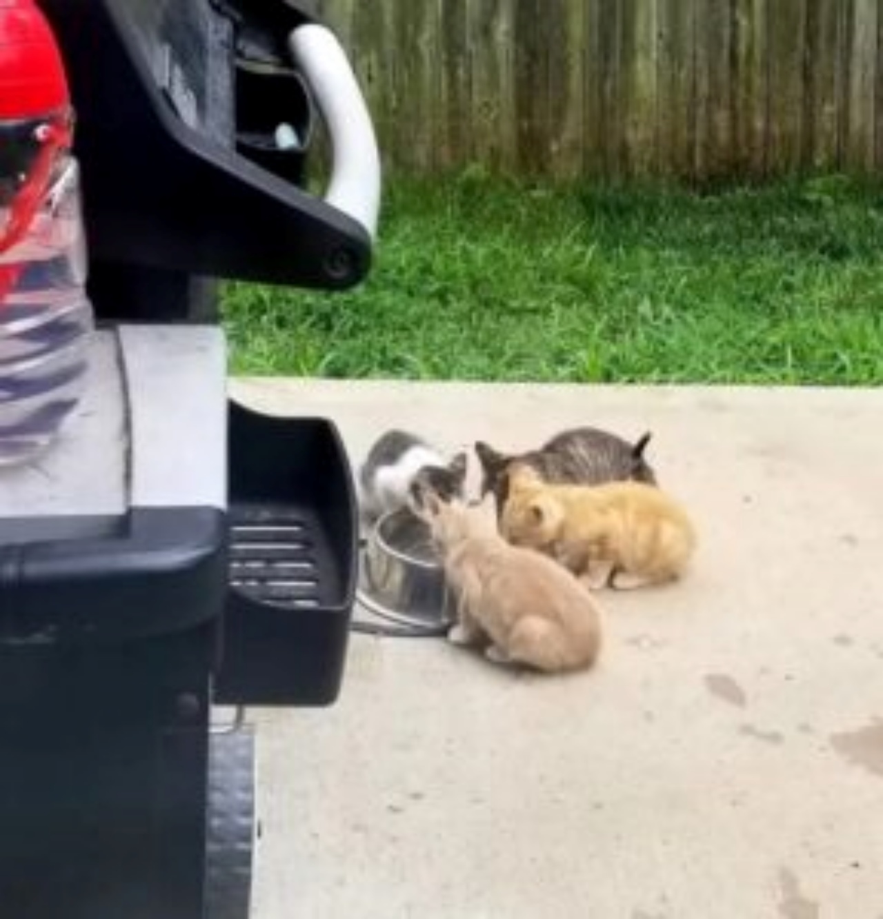 Un gattino di strada conquista il cuore di una donna